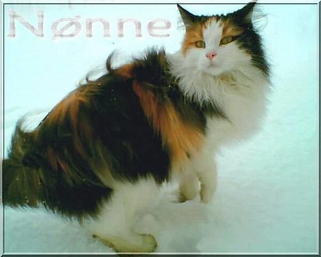 Blanding af racer † Nønne † - Uhh alt det sne.. :P billede 1