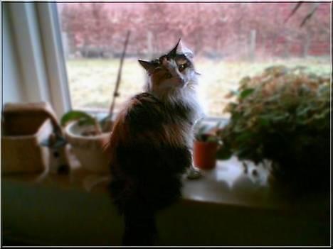 Blanding af racer † Nønne † - smuksakken billede 2