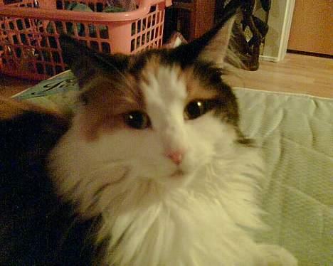 Blanding af racer † Nønne † - Nønne-mis billede 3