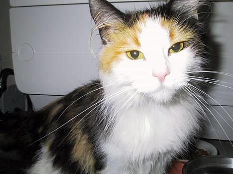 Blanding af racer † Nønne † - hva dog det...? billede 4