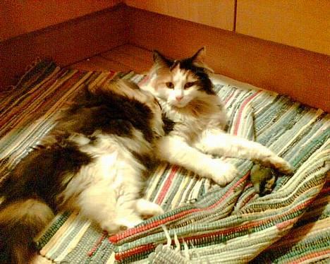 Blanding af racer † Nønne † - guff en død fugl..  billede 5