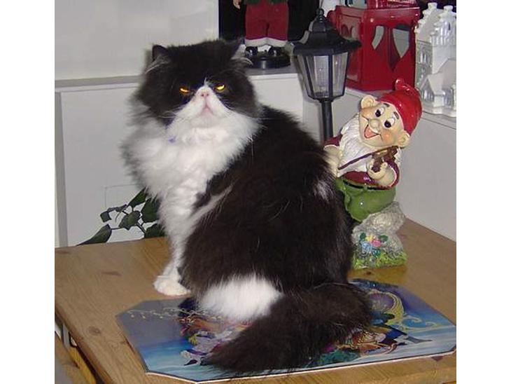 {{currentPhoto.altText}} billede {{currentPhoto.number}}