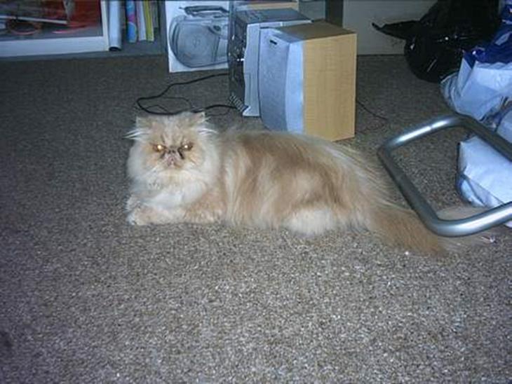 {{currentPhoto.altText}} billede {{currentPhoto.number}}