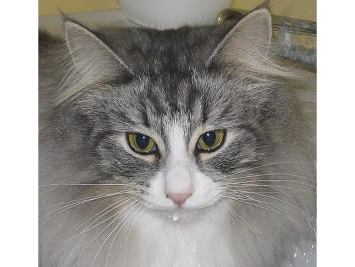 Norsk Skovkat Fluffy - Efter en tår vand fra hanen billede 1