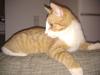 Blanding af racer Simba