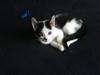 Huskat Batman von Gadget