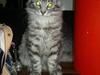 Maine Coon Storm jr
