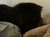 Perser Luna<3