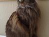 Maine Coon Macoon's Diddi [ Himmelkat]