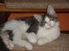 Maine Coon Sofus [ Himmelkat]
