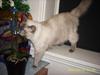 Ragdoll DK Flowerchild Campanula Nischa
