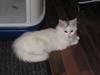 Maine Coon Liva