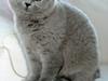 British Shorthair Tinytoons Darling (Cirkeline)