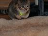Huskat Nala *RIP*