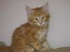 Maine Coon Shrek