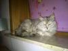 Maine Coon Mimmi(Pippi) R.I.P My Love [ Himmelkat]