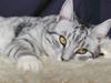 Huskat Laurits [ Himmelkat]