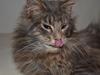 Maine Coon -.Silver.-