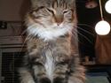 Maine Coon Noah #NoahBoah#