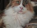 Maine Coon DK Viderup's Georgia <3 26/4 R.I.P