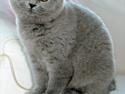 British Shorthair Tinytoons Darling (Cirkeline)
