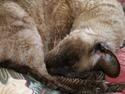 Cornish Rex Sinatra