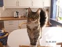 Maine Coon Dk bright terkel i knibe