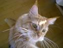Maine Coon Red Hook (Røde)