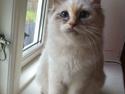 Hellig Birma Snowie blåtortie