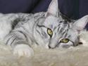Huskat Laurits