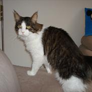 Maine Coon sir joker junior