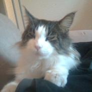 Maine Coon sir joker junior