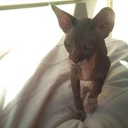 Sphynx Phoenix (Himmelkat) R.I.P