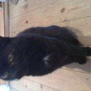 Blanding af racer Sisi