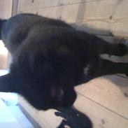 Blanding af racer Sisi