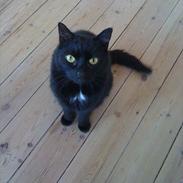 Blanding af racer Sisi