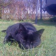 Blanding af racer Sisi