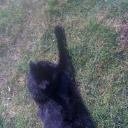 Blanding af racer Sisi