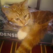 Blanding af racer Balou