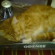 Blanding af racer Balou