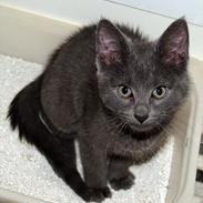 Blanding af racer Smokey