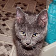 Blanding af racer Smokey