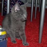 Blanding af racer Smokey