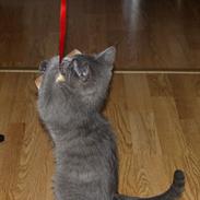 Blanding af racer Smokey