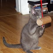 Blanding af racer Smokey