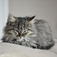 Maine Coon | Luna [R.I.P]