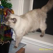 Ragdoll DK Flowerchild Campanula Nischa