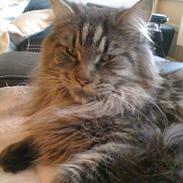 Maine Coon QT Pie
