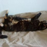 Huskat Pusser