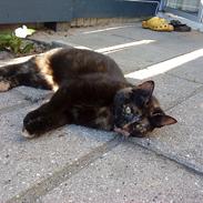 Huskat Pusser